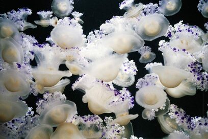 あまりにも神秘的！インスタ映えする「クラゲ水族館」4選