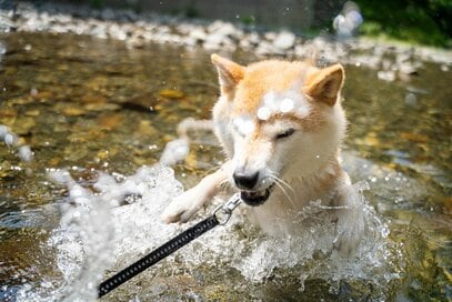 少しだけ歳をとった犬。今年も水遊びできてありがとう＜inubot回覧板＞