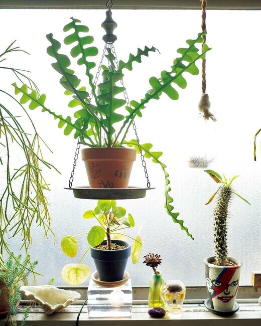 フィッシュボーン・カクタス