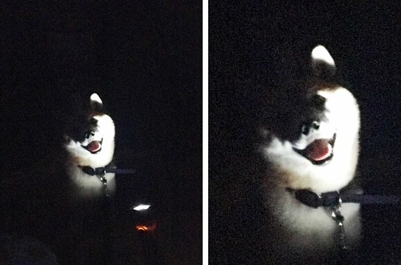 うちわで犬を扇いでいたら