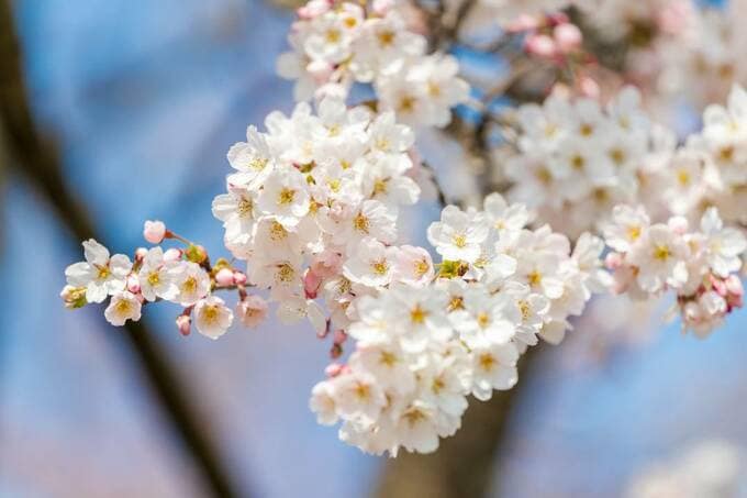 桜