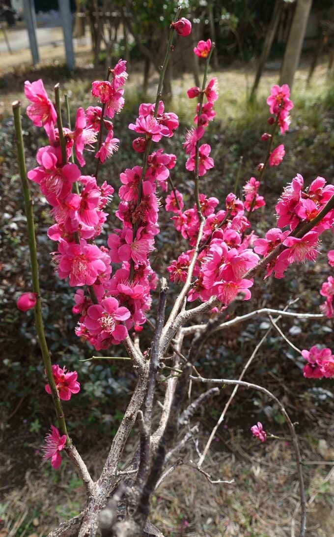 植栽の手入れがよく、四季折々の植物が身近に感じられます。