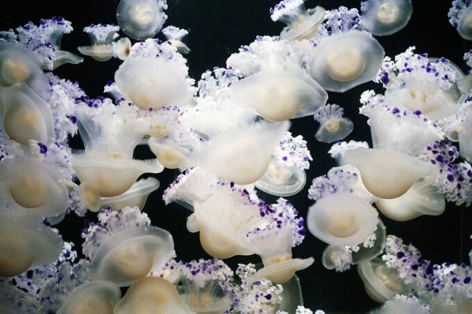 コティロリーザ・ツベルクラータ