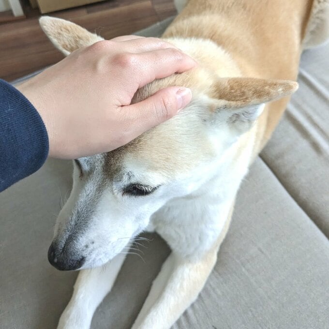なでなでされて気持ちよさそうなふうちゃん