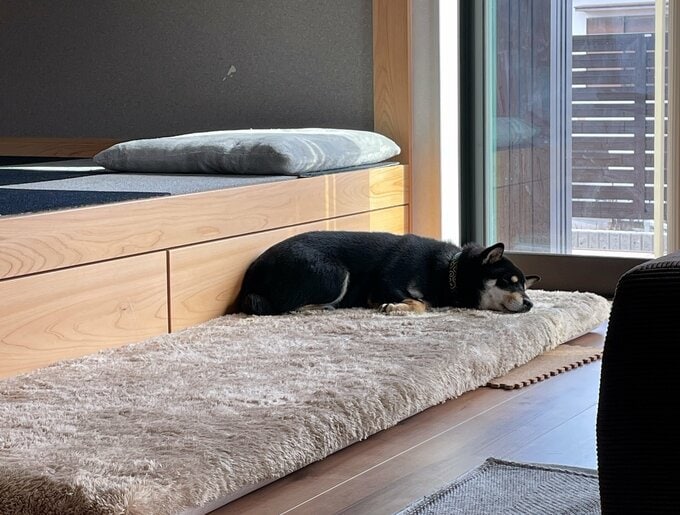 ごろ寝マットを気に入った愛犬