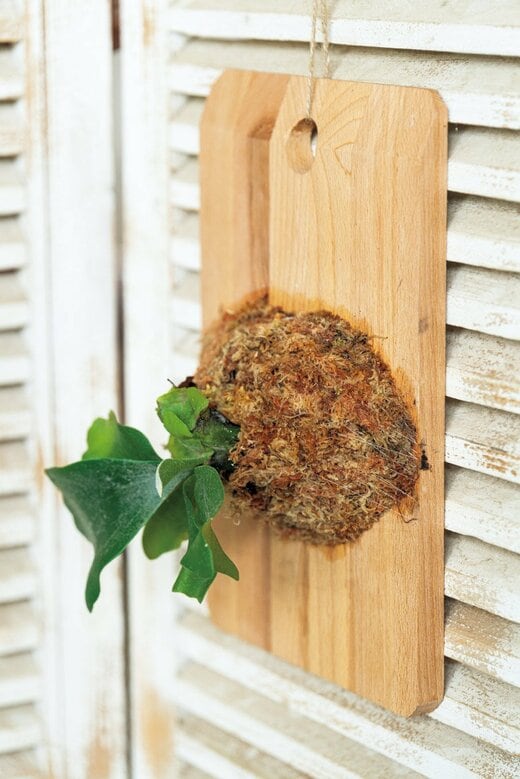 ビカクシダの板づけ