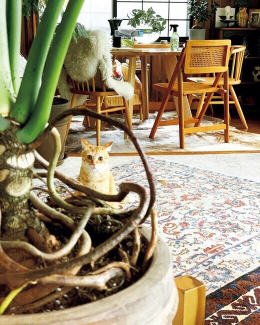 麦のお尻をかじった茶々