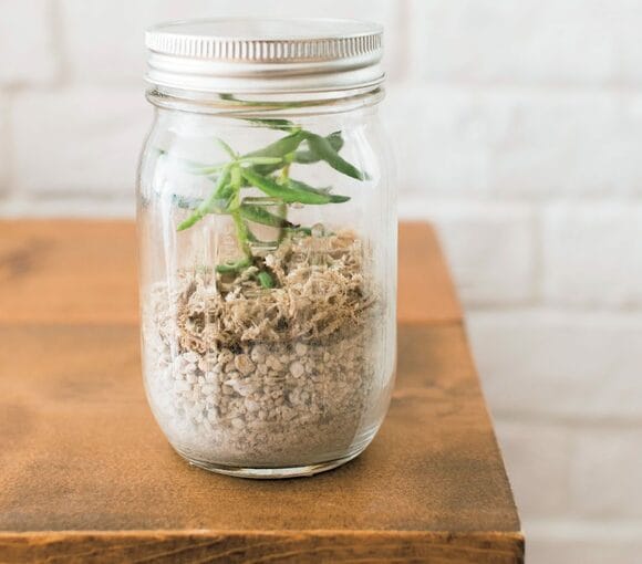 ビンにグリーンを入れて簡単テラリウムに