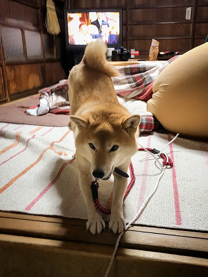 犬は玄関に向かう