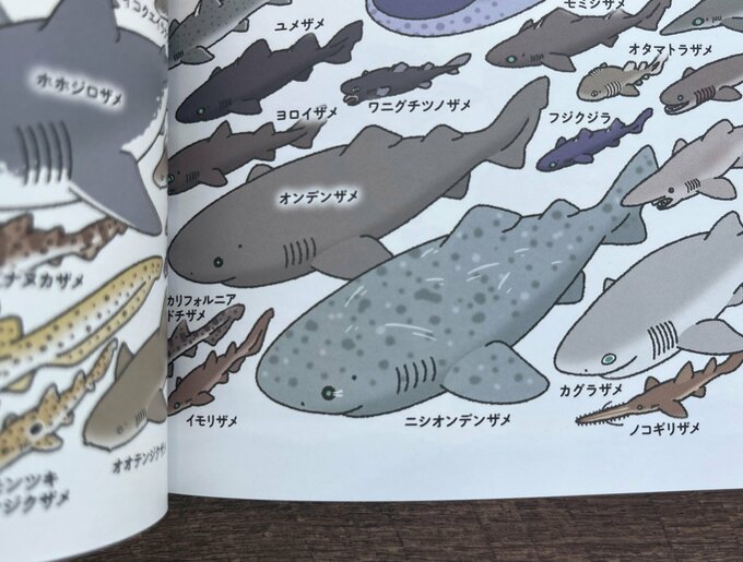 ニシオンデンザメの絵