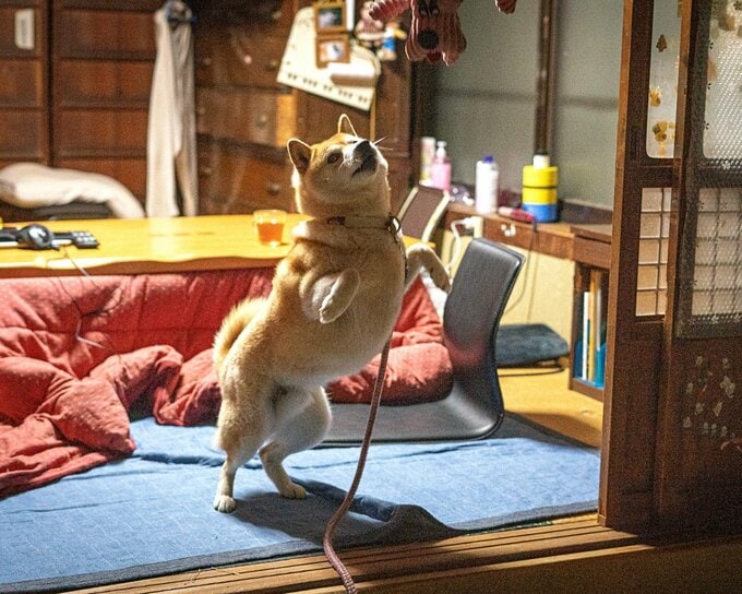 ぬいぐるみを投げる犬