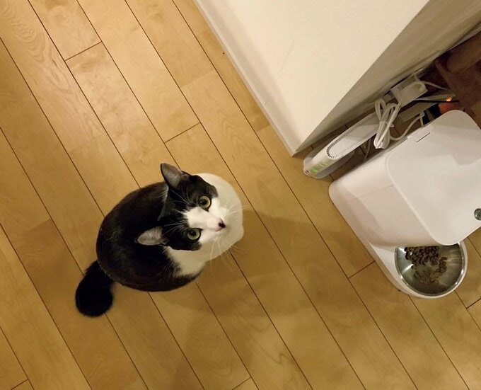 白黒のハチワレが目印のブッコ