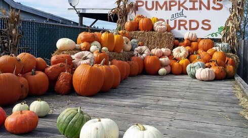 本場アメリカで流行の兆し！ハロウィーンの飾りつけは「白パンプキン」がオシャレ