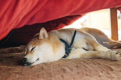 ＜inubot回覧板＞第8回　コタツで寝ていたら、横に犬