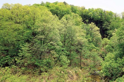 山林のイメージ画像