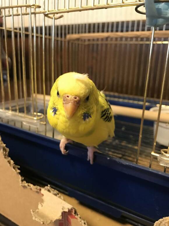 頭の上に羽がのっているインコ