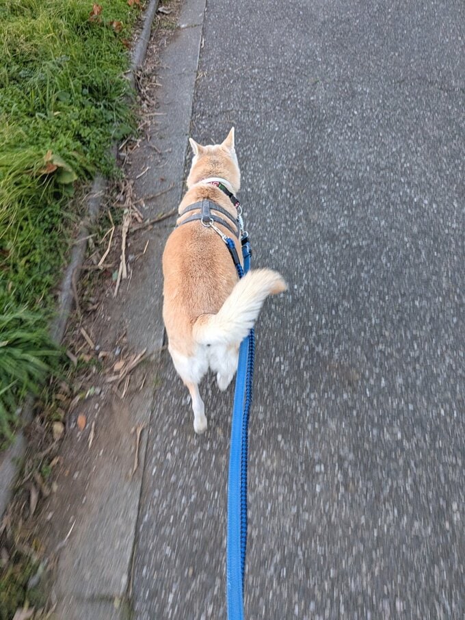 散歩中のふうちゃん