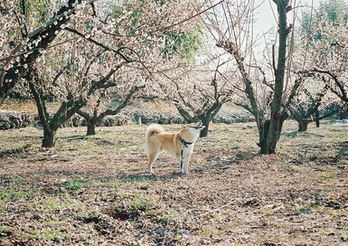 ＜inubot回覧板＞第10回 　この春は犬を見習って五感を働かせたい