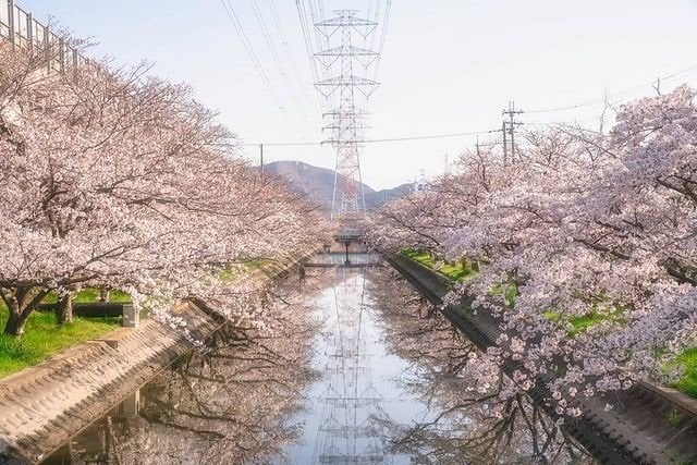 桜の写真