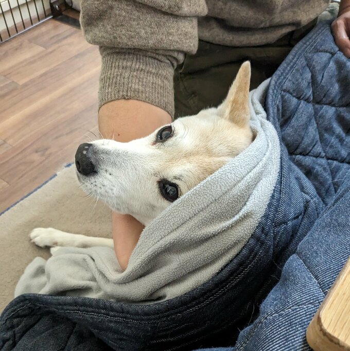 ふうちゃんとおこた