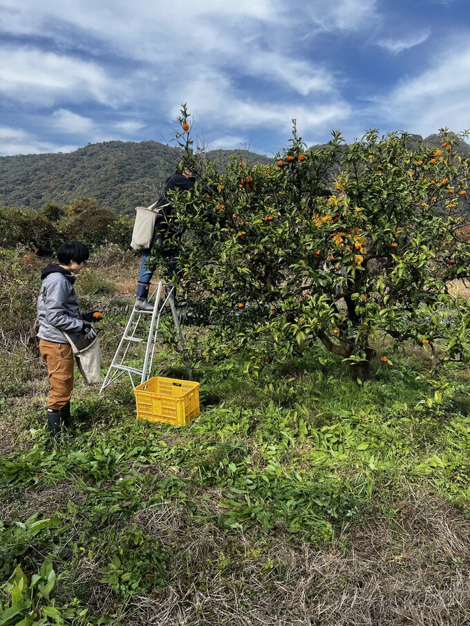 みかんの収穫