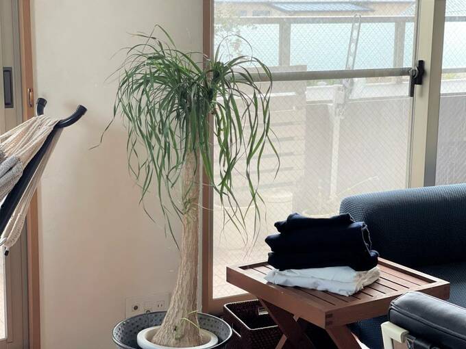 リビングに観葉植物