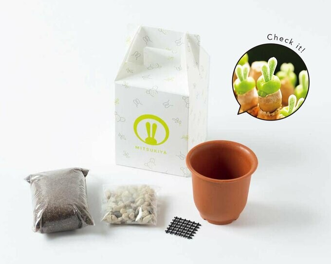 ウサ耳栽培キット