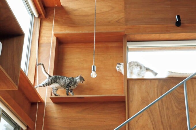 上下運動を楽しめるキャットウォーク