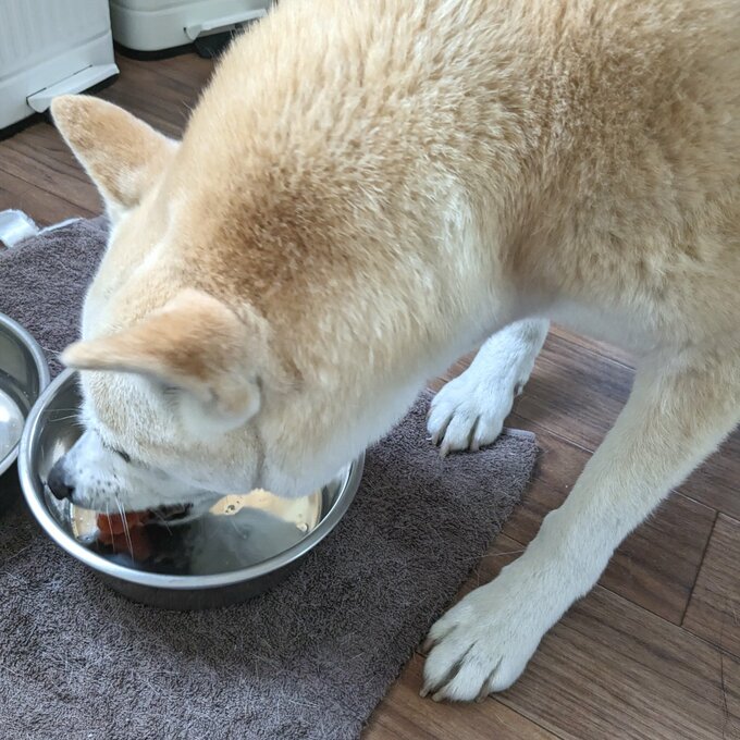 パクパク食べるふうちゃん