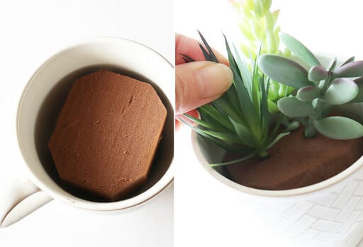 多肉植物を植え込む