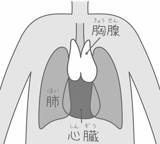 胸腺画像