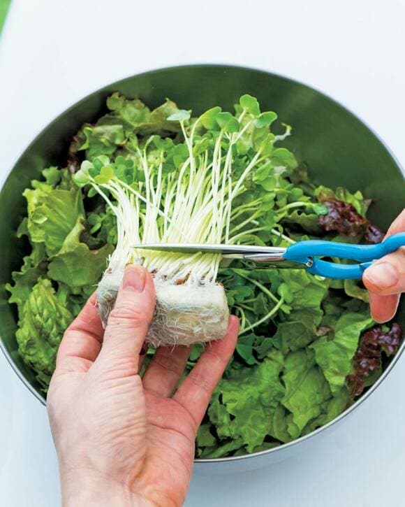 カイワレの根元をキッチンバサミで切る