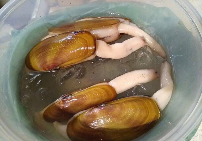 レザークラムを塩水に浸す