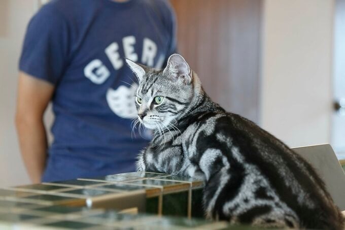 ミッドセンチュリー×キャットウォークで「子猫も遊べる」レトロモダン空間に!