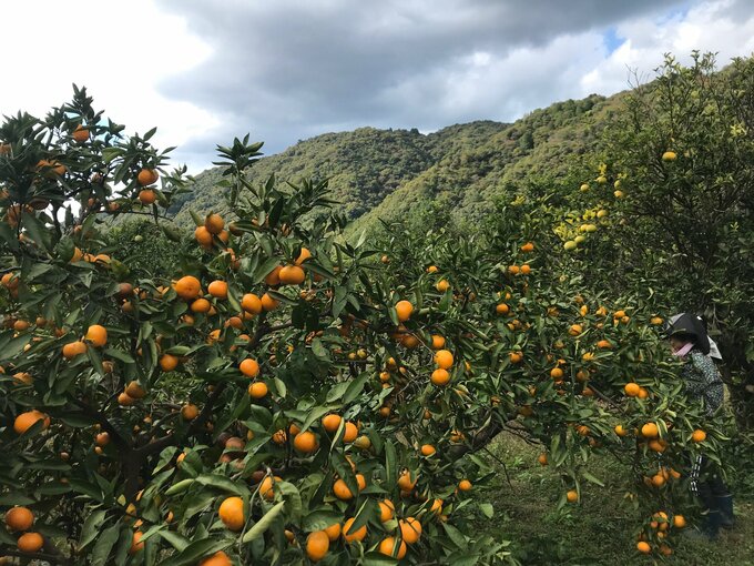 ミカン畑