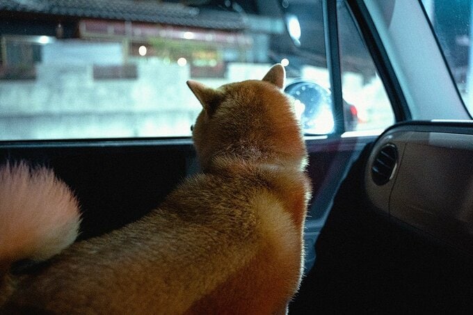 車内から外を眺める犬の様子
