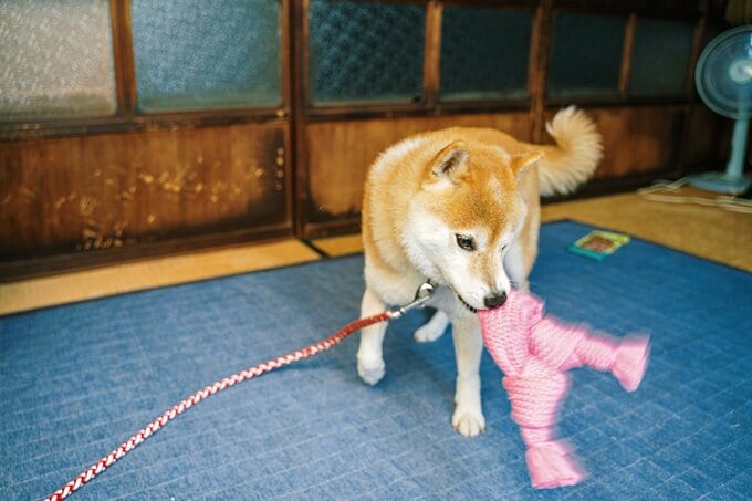おもちゃで遊ぶ犬