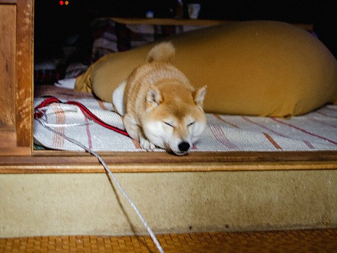 2019年最初の散歩へ