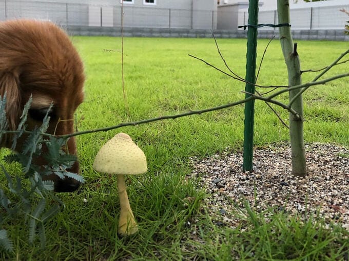 芝生に生えたキノコ