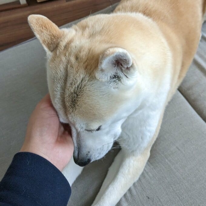 犬
