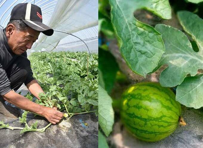 スイカを育てている様子