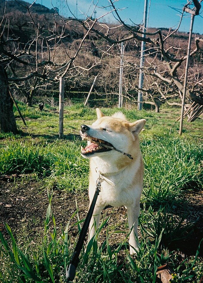 棒をくわえた犬