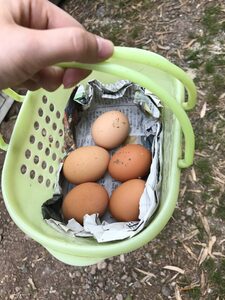 地鶏の生みたて卵拾い