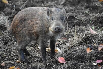 2019年の顔・イノシシも！リスやヤマネコ、かわいすぎる動物たち