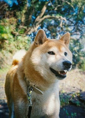 どんな状況でも犬は犬。その頼もしさに胸を打たれる＜inubot回覧板＞
