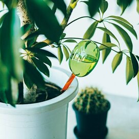 注目の「おうち植物」グッズ8選。面倒な水やりもラクになる