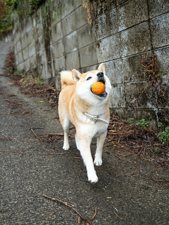 ミカンをくわえる犬