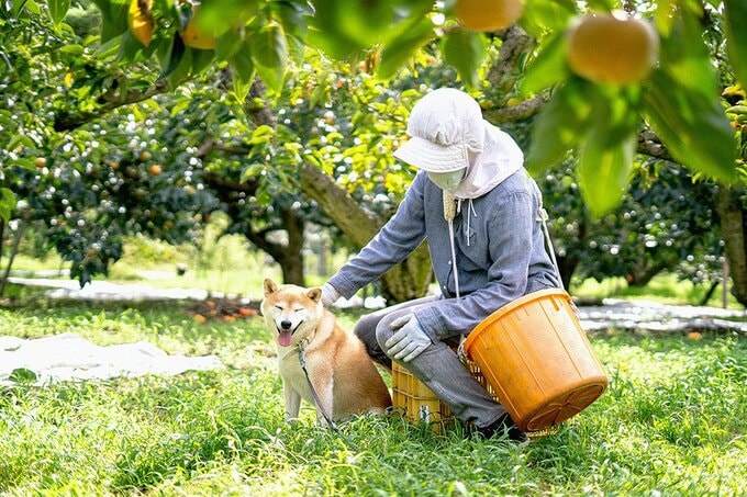 犬をなでる様子