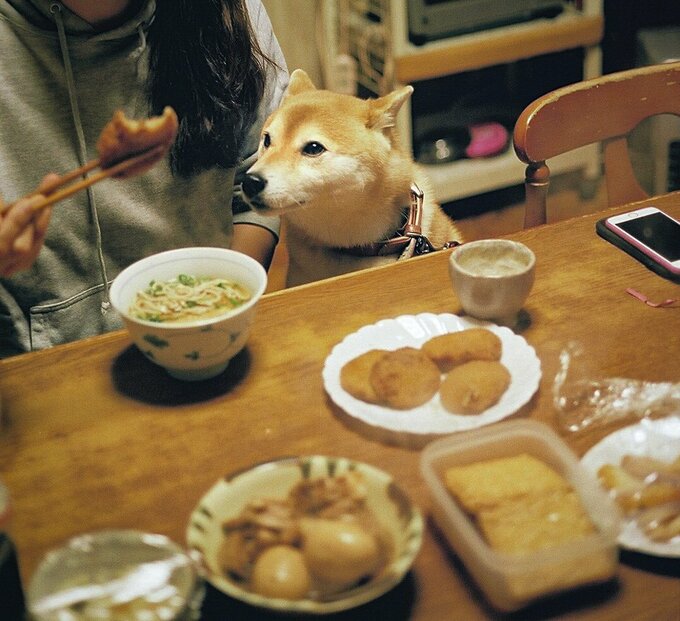妹と犬とそばとコロッケと