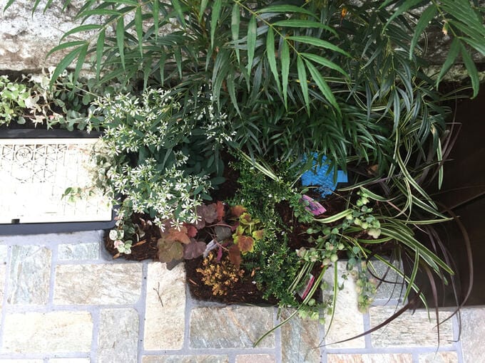 隣家の塀の際につくった小さな緑のポケット